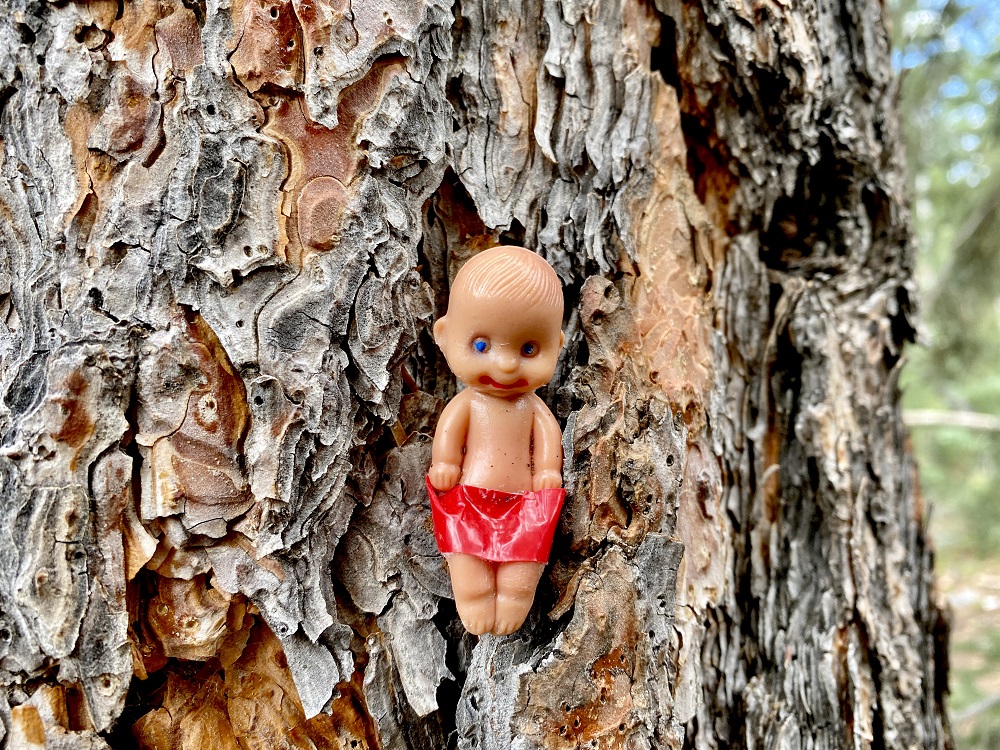 Brutus Baby likes trees 8